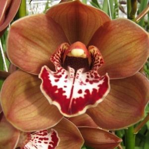 Cymbidium Chocolate Muda
