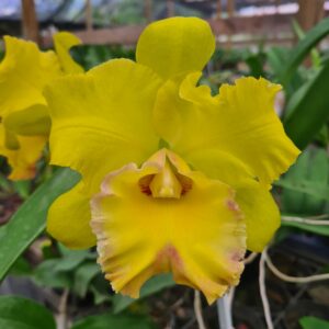 20220509_130920-scaled-1.jpg Cattleya Amarela Adulta Premium