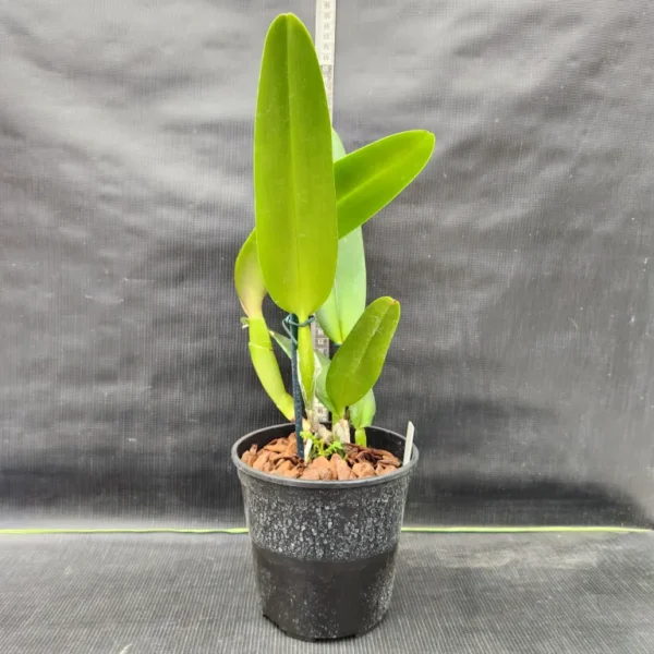 Cattleya Lilás Adulta Premium