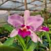 20240222_093223.png Cattleya Lilás com labelo roxo Híbrida Muda