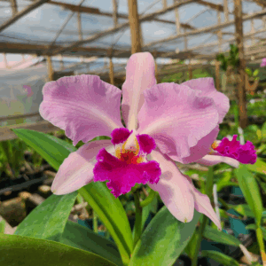 20240222_093223.png Cattleya Lilás com labelo roxo Híbrida Muda
