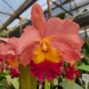 Cattleya Salmon Híbrida Pré-adulta
