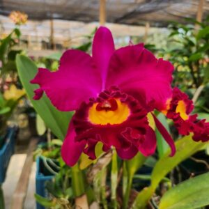 20240316_114203.jpg Cattleya Roxo com Amarelo Híbrida Muda