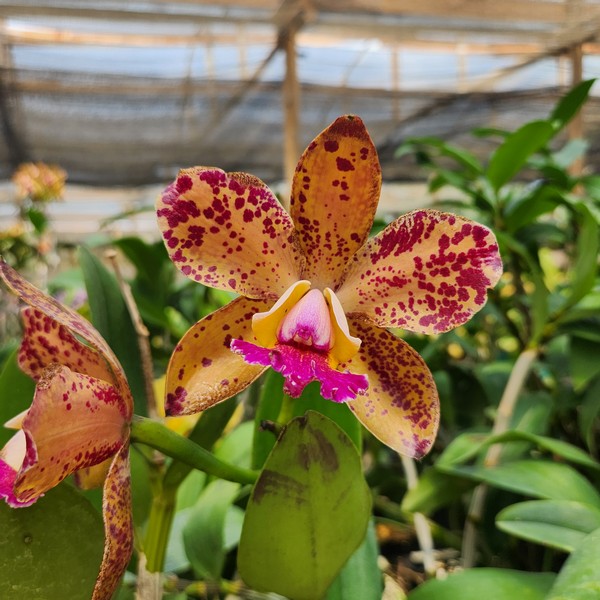 20240316_114229.jpg Cattleya Pintadinha com Marrom Híbrida Muda