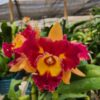 20240316_114322.jpg Cattleya Vermelha e Amarela Híbrida Pré-adulta