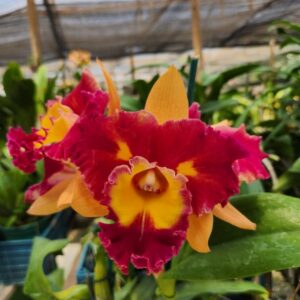 20240316_114322.jpg Cattleya Vermelha e Amarela Híbrida Pré-adulta