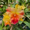 Cattleya Amarelo com Labelo Laranja Híbrida muda