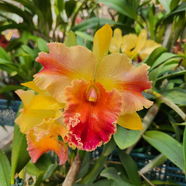 Cattleya Amarelo com Labelo Laranja Híbrida muda