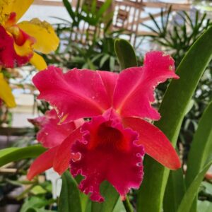 Cattleya Vermelho Híbrida Muda