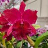 Cattleya  Vinho Híbrida Muda