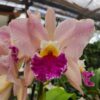 20240323_090825.jpg Cattleya Salmon com Labelo Roxo Híbrida Pré-adulta