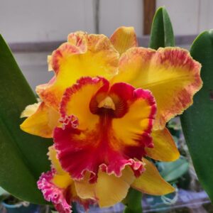 Cattleya Amarelo com Vermelho Grande Híbrida Pré-adulta