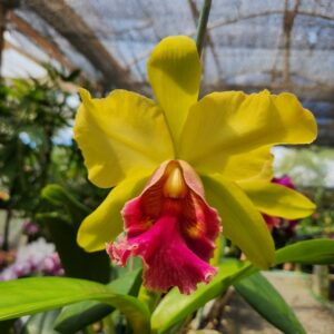 20240330_123622.jpg Cattleya Amarelo com Labelo Vermelho Híbrida Pré-adulta
