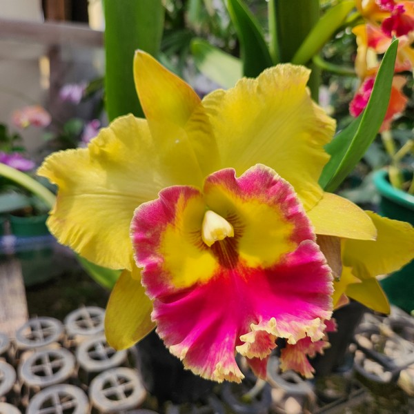 Cattleya Amarelo com Labelo Laranja Híbrida Pré adulta