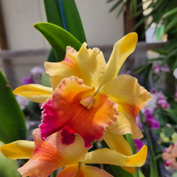 20240330_123728.jpg Cattleya Amarelo com Labelo Laranja Híbrida Pré-adulta
