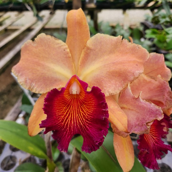 Cattleya Laranja gigante Híbrida Jovem