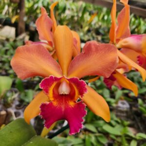 20240402_143846.jpg Cattleya Laranja Adulta Premium