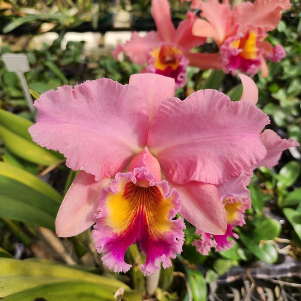 Cattleya Rosada Híbrida Muda