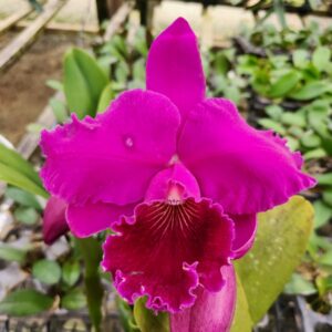 Cattleya  Roxo com Labelo Desenhado Híbrida Muda