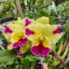 Cattleya  Amarelo com rosa Híbrida Muda