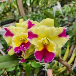 20240402_144300.jpg Cattleya  Amarelo com rosa Híbrida Muda