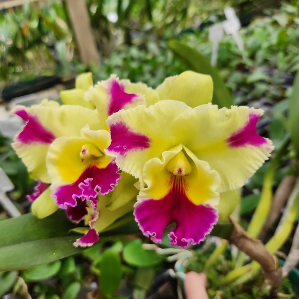 Cattleya  Amarelo com rosa Híbrida Muda