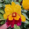 Cattleya Amarela com Vermelho Adulta Premium