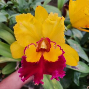 20240402_144408.jpg Cattleya Amarela com Vermelho Adulta Premium