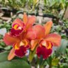 Cattleya Laranja Adulta Premium