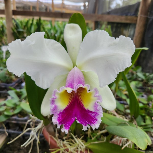 20240402_150509.jpg Cattleya Branco com Labelo rosa Híbrida Jovem