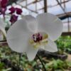 20240418_084806-scaled-1.jpg Phalaenopsis Branco exótico muda
