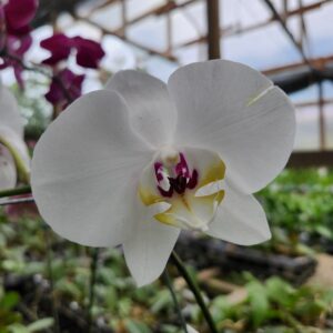 20240418_084806-scaled-1.jpg Phalaenopsis Branco exótico muda