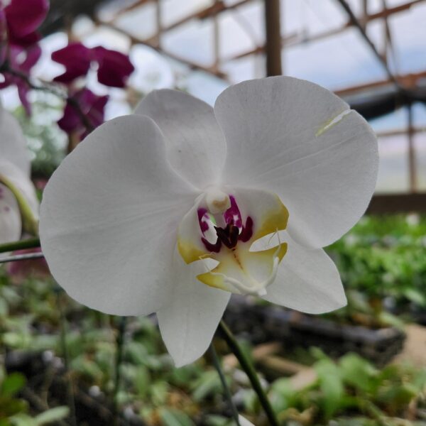 20240418_084806-scaled-1.jpg Phalaenopsis Branco exótico muda