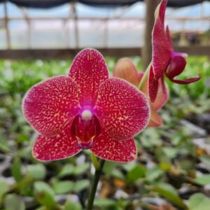 20240418_084821-scaled-1.jpg Phalaenopsis Vermelho muda