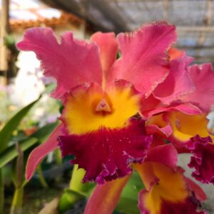 20240502_144100-scaled-1.jpg Cattleya Goiaba  Híbrida Muda