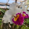 20240502_144130-scaled-1.jpg Cattleya Branco com Labelo rosa Híbrida Jovem