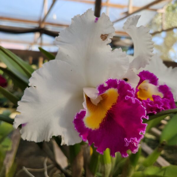 20240502_144130-scaled-1.jpg Cattleya Branco com Labelo rosa Híbrida Jovem