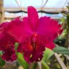 20240502_144136-scaled-1.jpg Cattleya Roxa intensa Híbrida Jovem