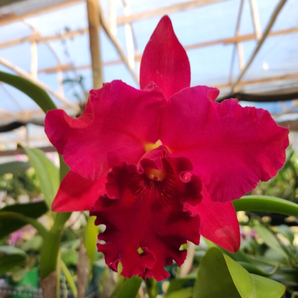 Cattleya Vermelhinha Híbrida Muda