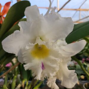 20240502_144150-scaled-1.jpg Cattleya Branca Híbrida Jovem