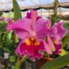 20240502_150457-scaled-1.jpg Cattleya Rosa Clara Híbrida Muda