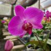 20240523_083134.jpg Phalaenopsis Rosa muda
