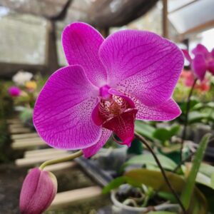 Phalaenopsis Rosa muda