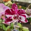 20240523_083919.jpg Phalaenopsis Vinho exótico muda