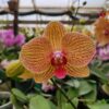 Phalaenopsis Laranja muda
