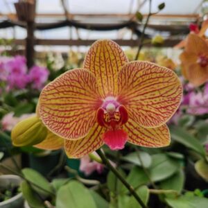 Phalaenopsis Laranja muda