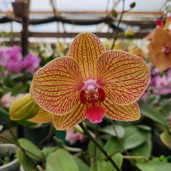 Phalaenopsis Laranja muda
