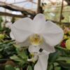 20240523_084841.jpg Phalaenopsis Branco muda