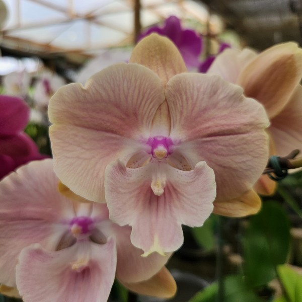 20240523_085120.jpg Phalaenopsis Bege muda