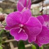Phalaenopsis Rosa Trilabelo muda